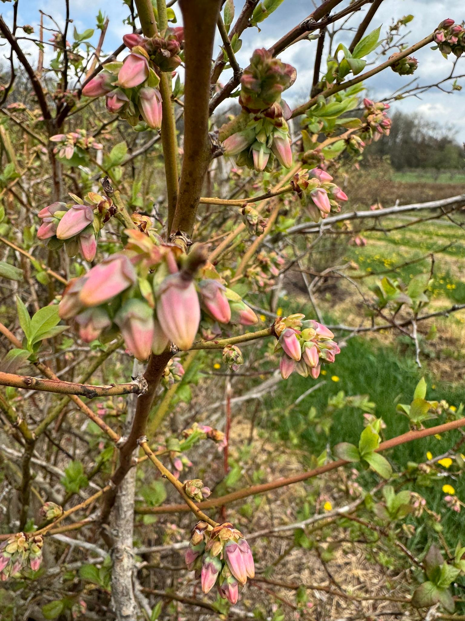Blueberry_Spicers_April29_2025 - Copy (2).JPEG
